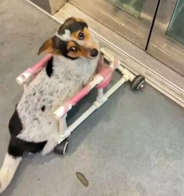 Escoliose canina: Diagnóstico e estratégias de cuidados para cães afectados