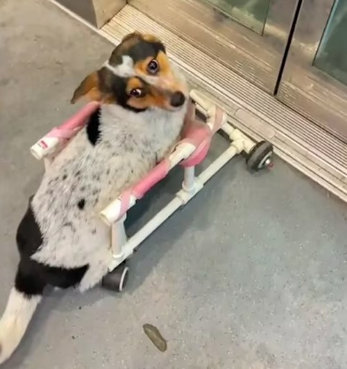 犬の脊柱側湾症罹患犬の診断とケア戦略