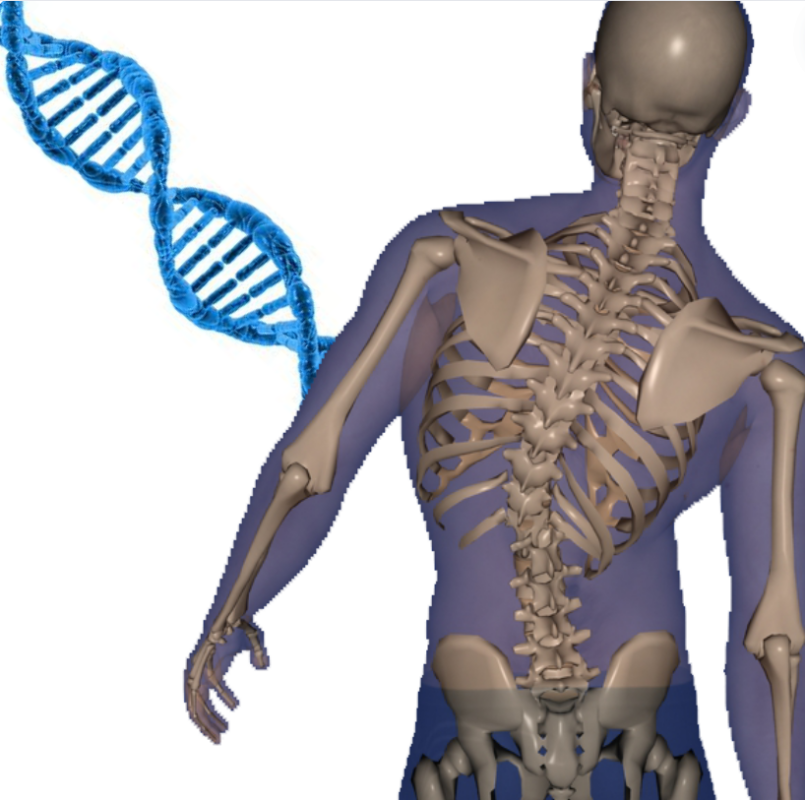 Is Scoliosis Hereditary? Genetic Factors & Family History Links