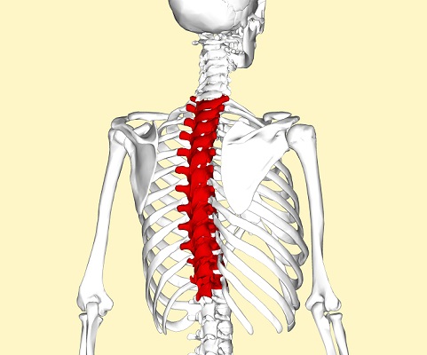 Escoliosis Dextroconvexa de la Columna Torácica: Guía completa para el tratamiento y manejo de la escoliosis dextroconvexa de la región torácica